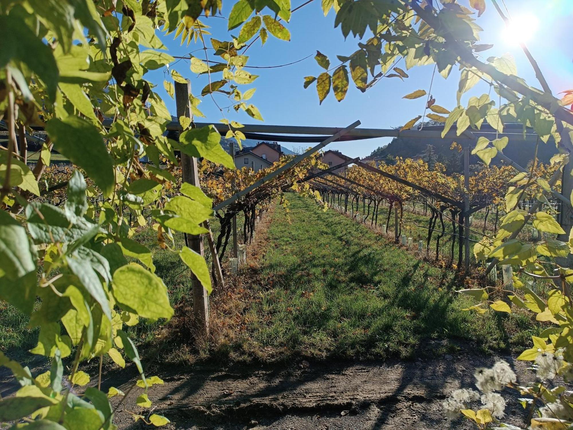 Appartamenti Moderni, Luminosi E Tranquilli Con Parcheggio Privato - Agritur La Tenuta ترينتو المظهر الخارجي الصورة