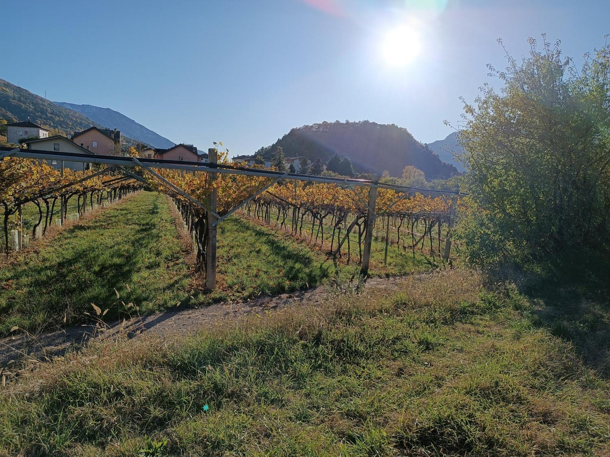 Appartamenti Moderni, Luminosi E Tranquilli Con Parcheggio Privato - Agritur La Tenuta ترينتو المظهر الخارجي الصورة